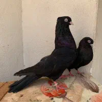 کبوتر سیاه