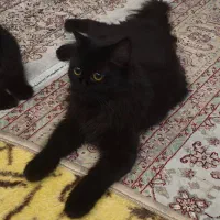 ۳عددگربه هیمالین|گربه|ارومیه, |دیوار