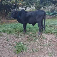 ورزا کوله آس|حیوانات مزرعه|کوچصفهان, |دیوار