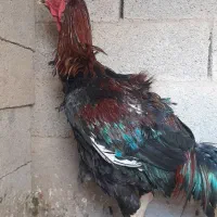 خروس لاری نسلدار