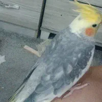 عروس هلندی گمشده