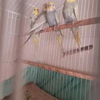 مرغ عشق نر بالغ رینبو