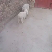 میش زاییده بابره نر