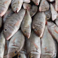 ماهی فروشی صیاد|خوردنی و آشامیدنی|فولادشهر, فولادشهر|دیوار