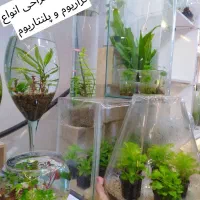 گیاهان آکواریومی آبزی|ماهی|قم, دورشهر|دیوار