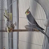 جفت عروس هلندی خانگی|پرنده|تهران, شهرک آسمان|دیوار