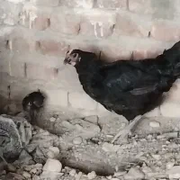 مرغ