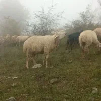 قوچ شیشک مغانی