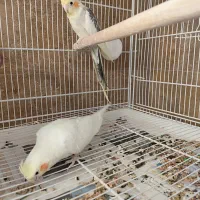 یک جفت عروس هلندی خوشگل|پرنده|ماهدشت, |دیوار