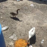 یک جفت غاز و یک ادرک تخم گذار