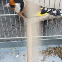 سهره جوجه قفس