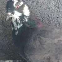 فروش کبوترنر پر حوالی سامان