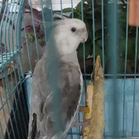 عروس هلندی گم شده