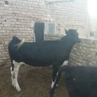 گاو تلیسه گوسال