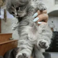 گربه اسکاتی پرشین شیطون ناز مودب بهترین کیفیت غذا