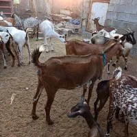 بزز|حیوانات مزرعه|بندرعباس, |دیوار