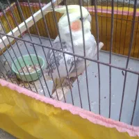 عروس هلندی نر سخنگو سالم سرحال مست