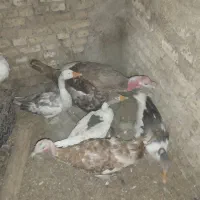 فروشی