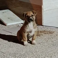 توله ترکی ماده اصل