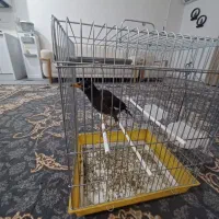مرغ مینا دستی ۷ماهه