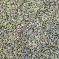 فروش کشمش طبیعی