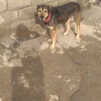 سگ گله|سگ|بیجار, |دیوار