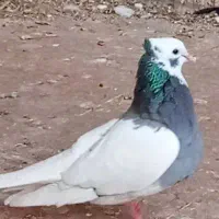 کبوتر طوق سبز