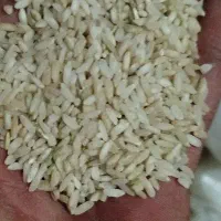 برنج چمپا اصل