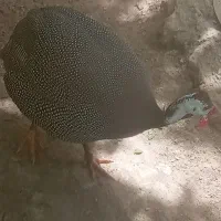 مرغ شاخدار نر و اردک