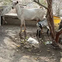 کهره