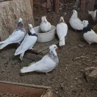 فروش بیست جفت طوقی یکجا|پرنده|اصفهان, رزمندگان|دیوار