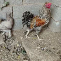 خروس|حیوانات مزرعه|ریگ, |دیوار