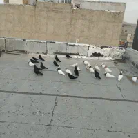 کبوتر پرشی