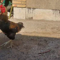خروس لاری