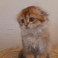 بچه گربه اسکاتیش