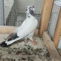 ماده کله دم سبز به شرط گشت