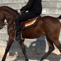 کره اسب نریان دو سال نیم