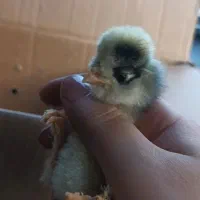 جوجه کاکلی پا پر