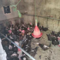 مرغ خروس جوان و تخم گزار دستگاه جوجه کشی