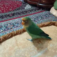 طوطی برزیلی سخنگو|پرنده|پیشوا, |دیوار