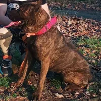 کن کورسو ماده