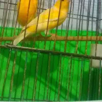 دو عدد قناری پرتقالی خوش رنگ مست.هر دو نر