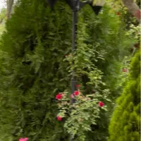 چراغ باغی|لامپ و چراغ|مشهد, امام خمینی|دیوار
