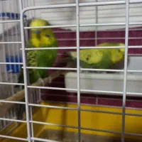 مرغ عشق اینگلیسی|پرنده|سراب, |دیوار