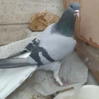 کبوتر خرقه و مفلق و نقره ای و کاکول زرد و سنجابی