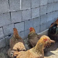 فروش جفت برهما پاتریج