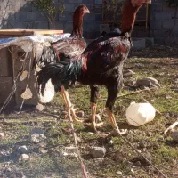 لاری افغان|حیوانات مزرعه|فاضل آباد, |دیوار