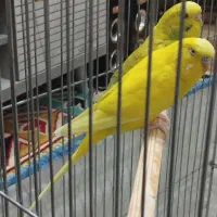 با سلام فروش یه جفت مرغ عشق بعلت کمبود جا|پرنده|شیراز, قلعه شاهزاده بیگم|دیوار