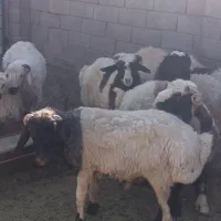 بره و قوچ هترو|حیوانات مزرعه|آباده, |دیوار