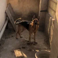 ژرمن نر و ماده|سگ|لوشان, |دیوار